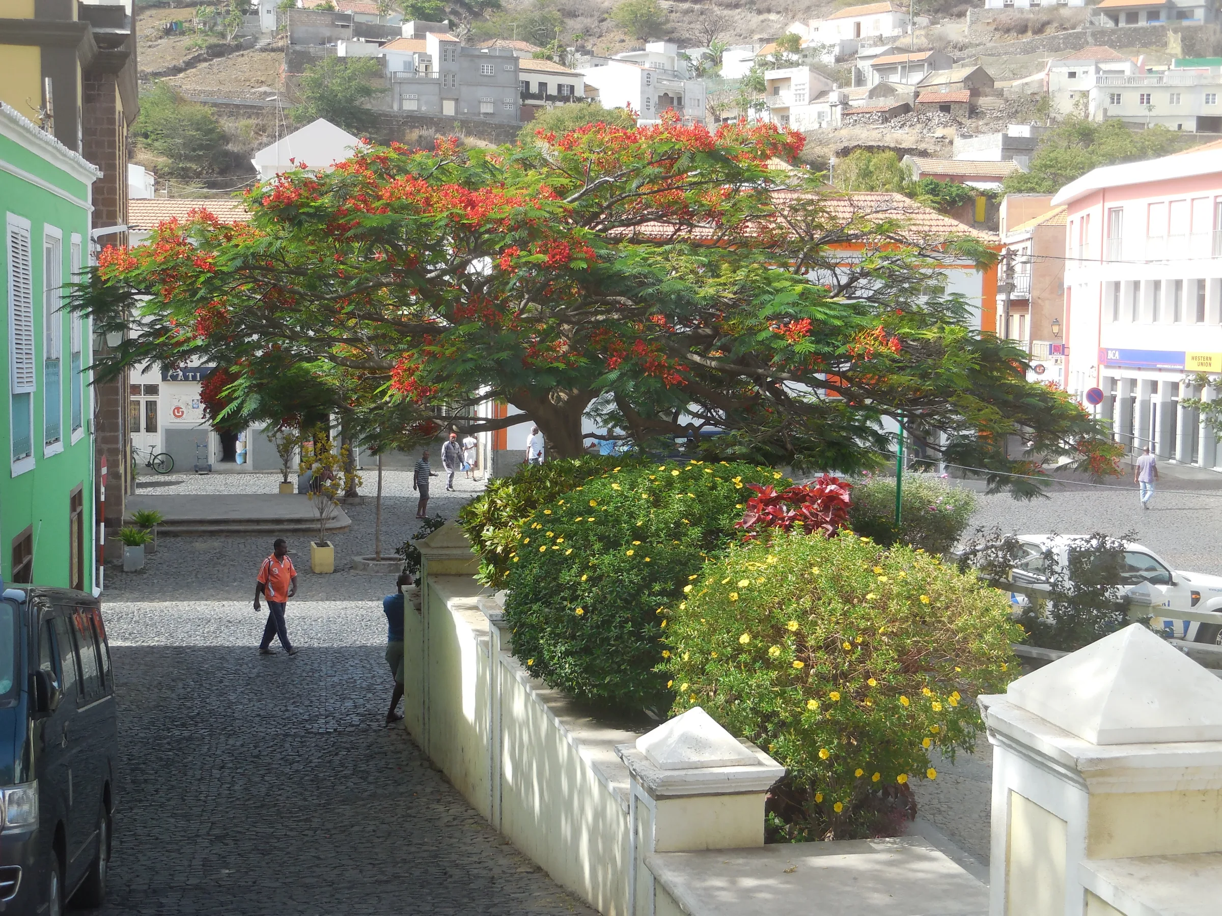Blühender Flamboyant-Baum in einem Ort auf São Nicolau