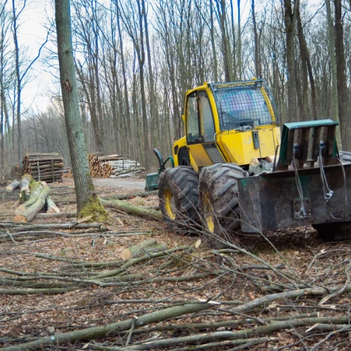 Forestry background