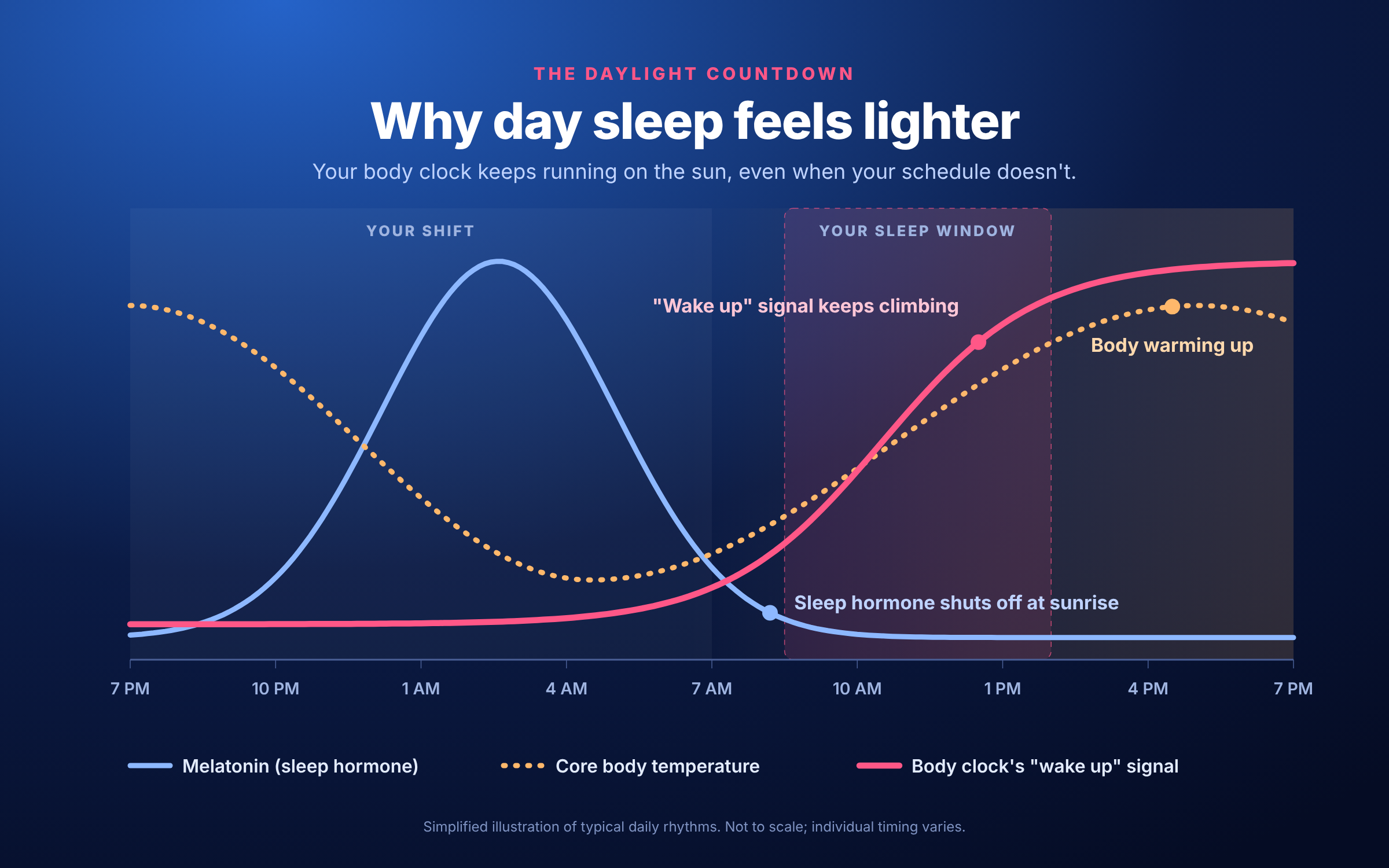 How the body clock and daylight affect daytime sleep